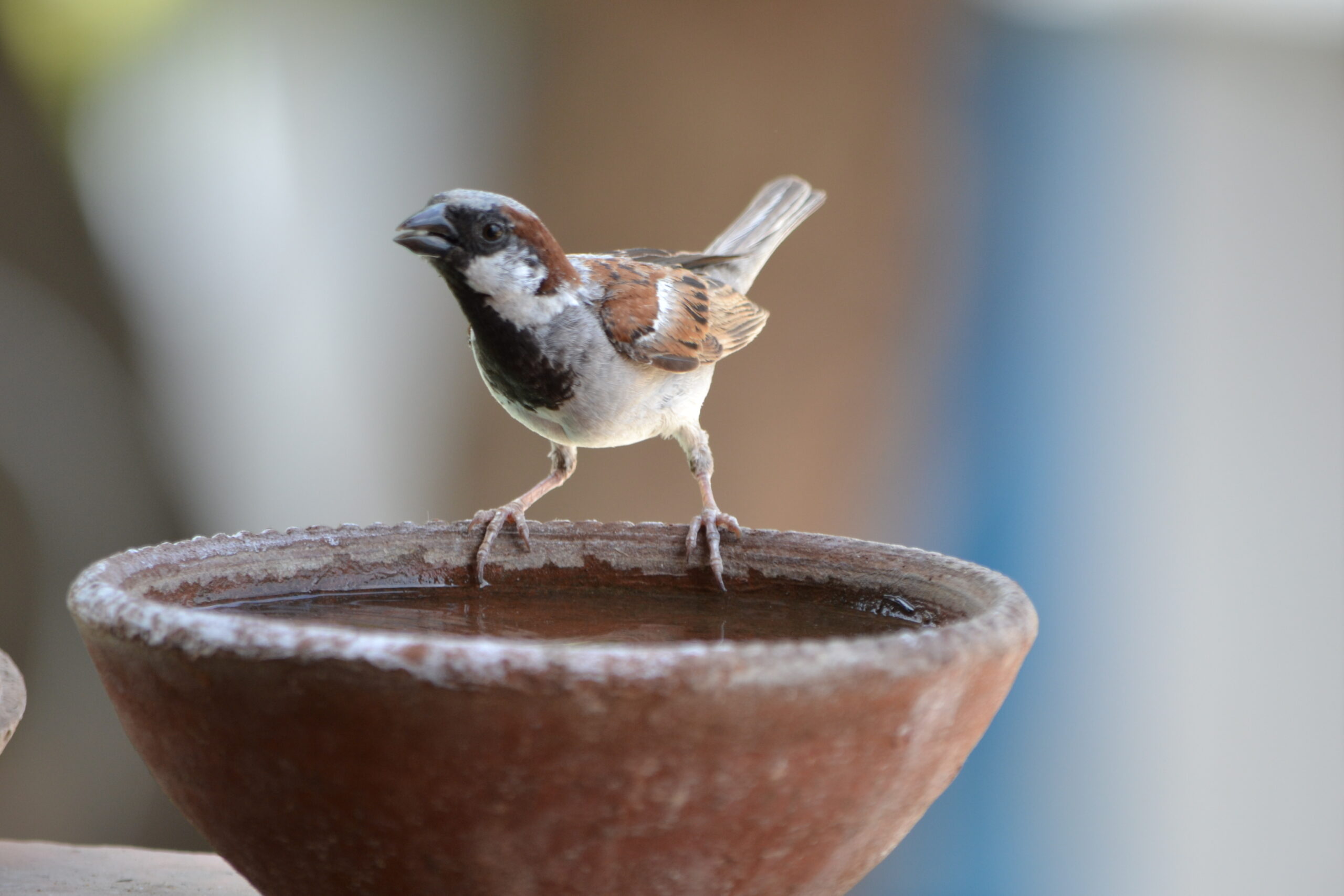 National Bird Day को खास कैसे बनाएँ?